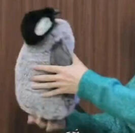 To Do Christmas Prize/Gift